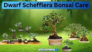 Dwarf Schefflera Bonsai Care