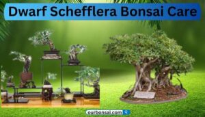 Dwarf Schefflera Bonsai Care