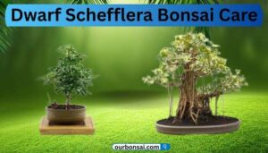 Dwarf Schefflera Bonsai Care