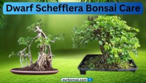 Dwarf Schefflera Bonsai Care