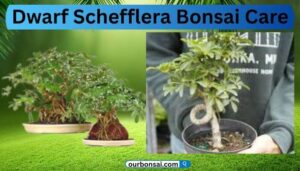 Dwarf Schefflera Bonsai Care