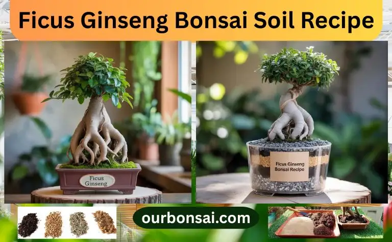 Ficus Ginseng Bonsai Soil Recipe