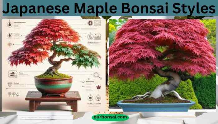 Japanese Maple Bonsai Styles