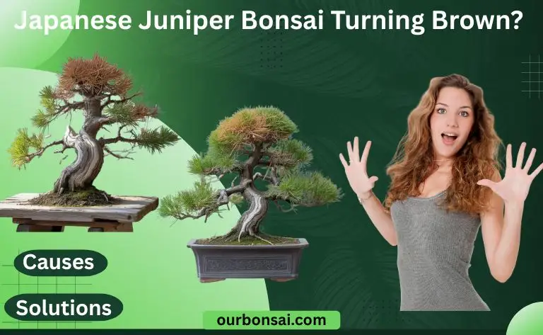 Japanese Juniper Bonsai Turning Brown