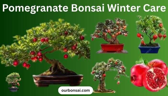 Pomegranate Bonsai Winter Care