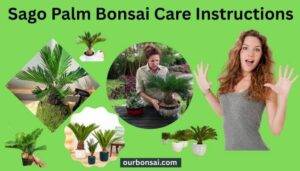 Sago Palm Bonsai Care Instructions