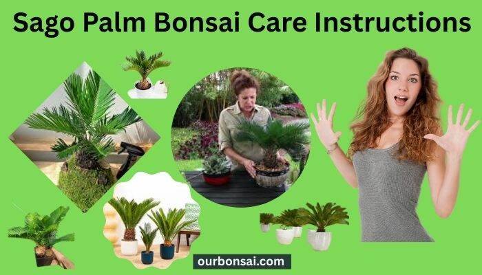 Sago Palm Bonsai Care Instructions