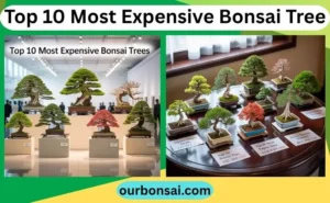 Top 10 Most Expensive Bonsai Tree