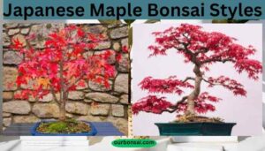 Japanese Maple Bonsai Styles