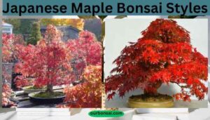 Japanese Maple Bonsai Styles