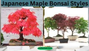 Japanese Maple Bonsai Styles