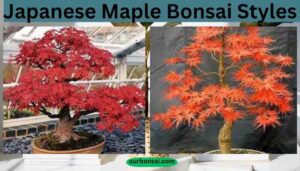 Japanese Maple Bonsai Styles