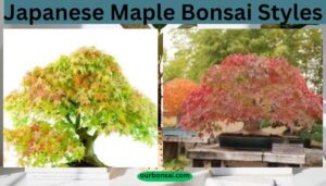 Japanese Maple Bonsai Styles