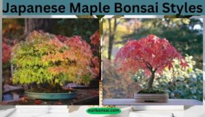 Japanese Maple Bonsai Styles