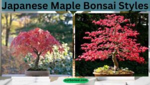 Japanese Maple Bonsai Styles