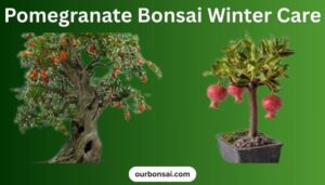 Pomegranate Bonsai Winter Care