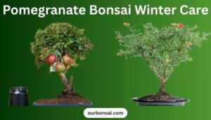 Pomegranate Bonsai Winter Care