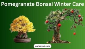 Pomegranate Bonsai Winter Care