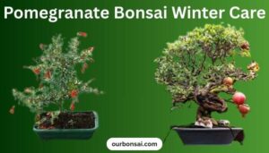 Pomegranate Bonsai Winter Care