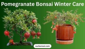 Pomegranate Bonsai Winter Care