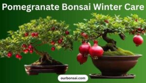 Pomegranate Bonsai Winter Care