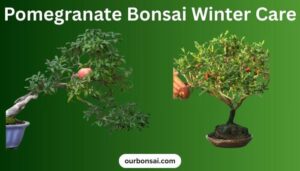 Pomegranate Bonsai Winter Care