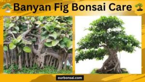 Banyan Fig Bonsai Care