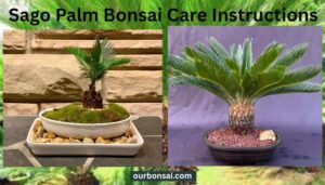 Sago Palm Bonsai Care Instructions