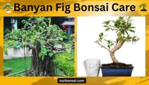 Banyan Fig Bonsai Care