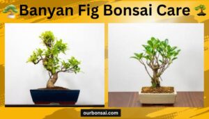 Banyan Fig Bonsai Care