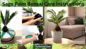 Sago Palm Bonsai Care Instructions