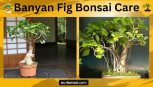 Banyan Fig Bonsai Care
