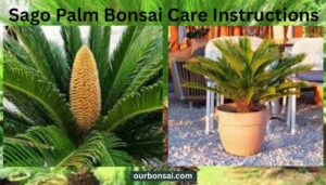 Sago Palm Bonsai Care Instructions