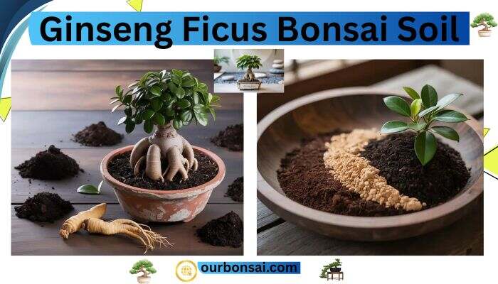 Ginseng ficus bonsai soil