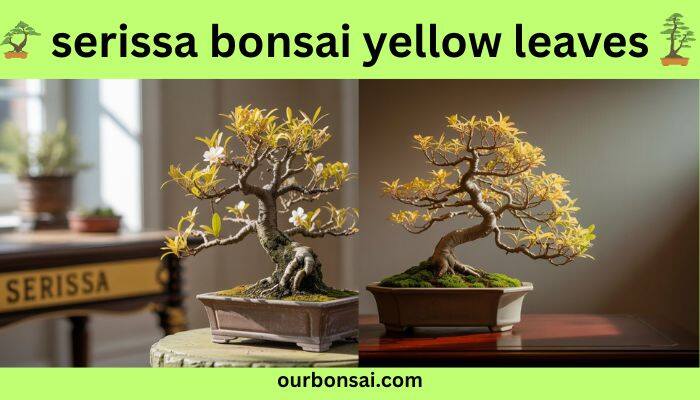 Serissa Bonsai Yellow Leaves