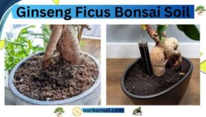 Ginseng ficus bonsai soil