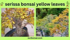 Serissa Bonsai Yellow Leaves
