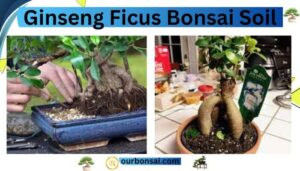 Ginseng ficus bonsai soil