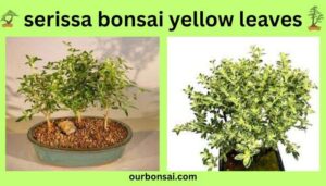 Serissa Bonsai Yellow Leaves