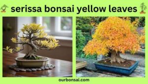 Serissa Bonsai Yellow Leaves