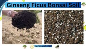Ginseng ficus bonsai soil