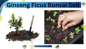 Ginseng ficus bonsai soil