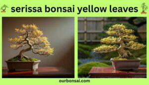 Serissa Bonsai Yellow Leaves