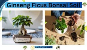 Ginseng ficus bonsai soil
