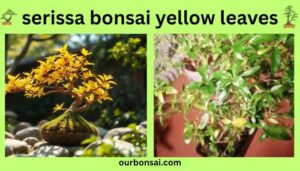 Serissa Bonsai Yellow Leaves