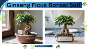 Ginseng ficus bonsai soil