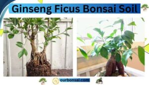 Ginseng ficus bonsai soil