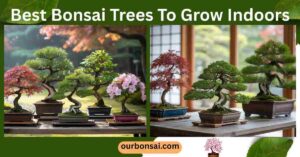 Best Bonsai Trees To Grow Indoors