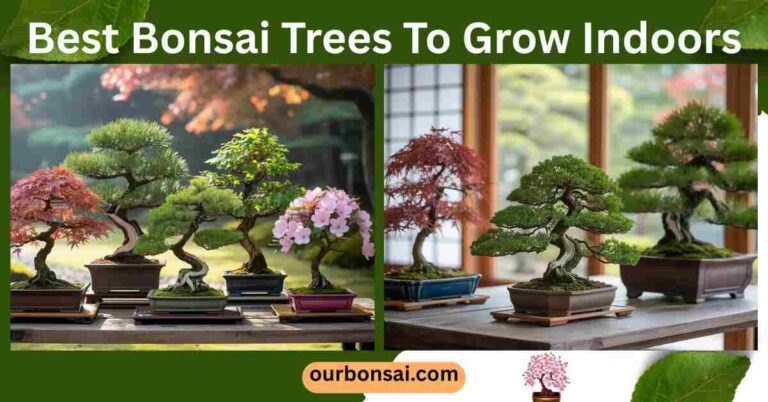 Best Bonsai Trees To Grow Indoors