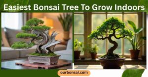 Easiest Bonsai Tree To Grow Indoors